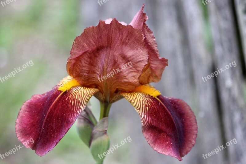 Iris Lily Blossom Bloom Nature