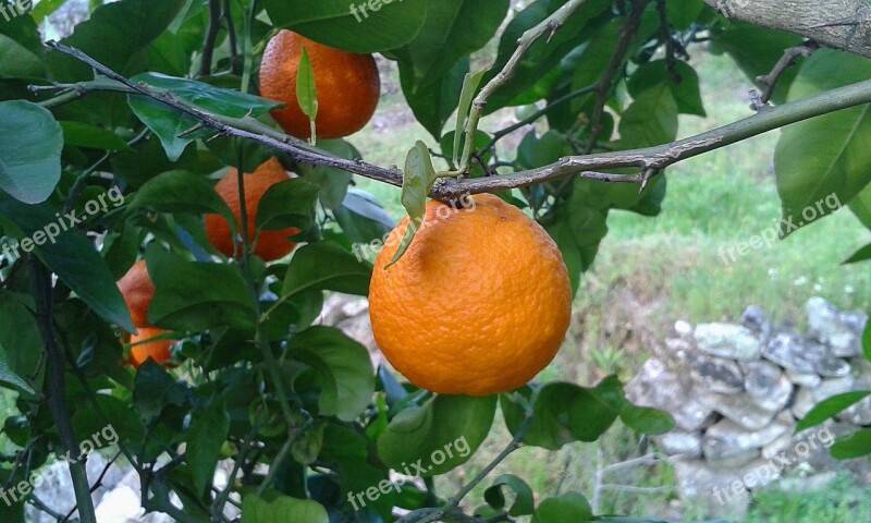 Orange Naranjo Tree Fruit Citrus