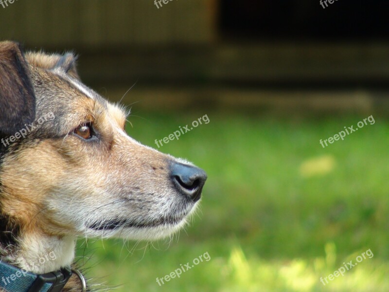 Dog Pet Animal Canine Nose