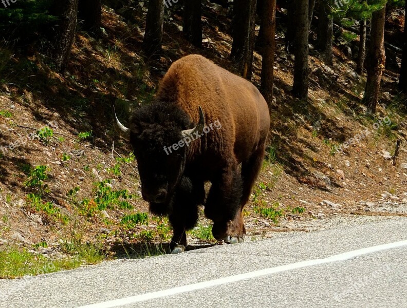 Bison Montana Yellowstone Wild National