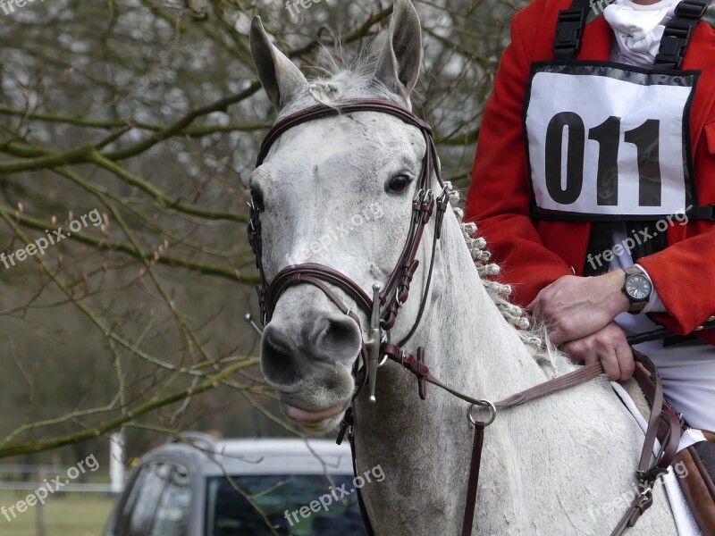 Horse Rider Fox Hunting Horses