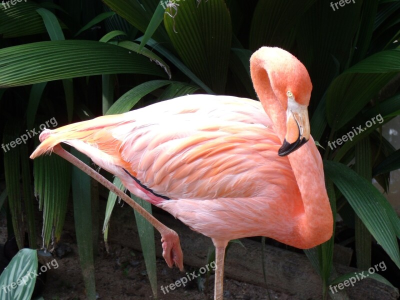 Flamingo Rosa Zoo Free Photos