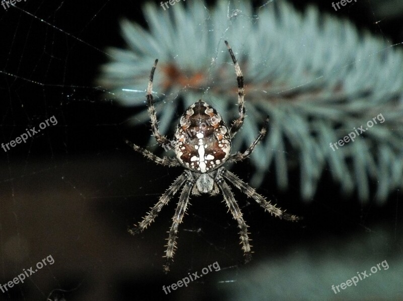 Spider Araneus Nature Night Free Photos