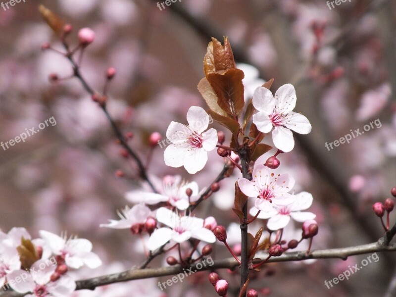 Lychee Flower Spring Nature Pink