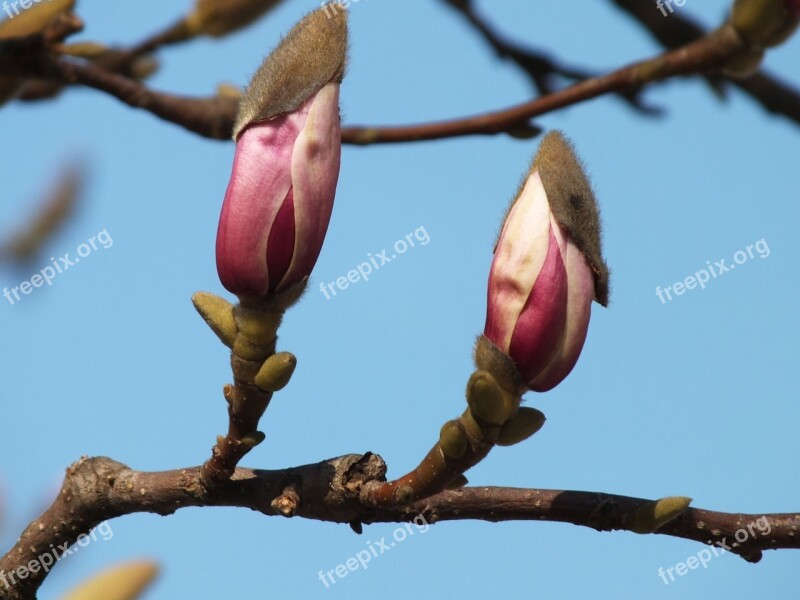 Magnolia Nature Spring Flower Plant