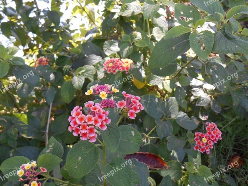 Lantana Shichihenge Flowers Plant Free Photos