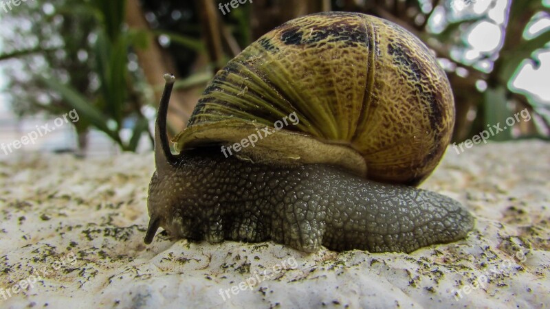 Snail Garden Nature Slow Gastropod