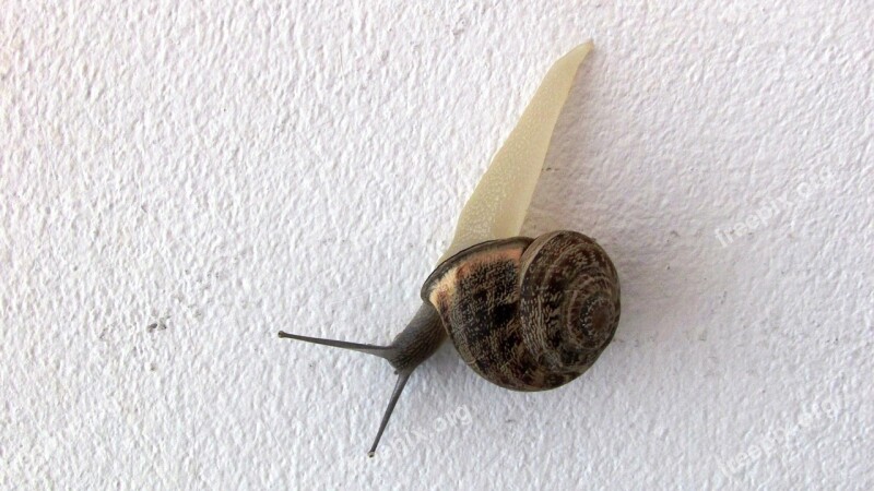 Snail Wall Visitor Intruder Free Photos