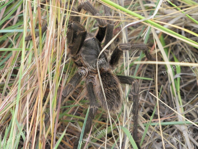 Nature Spider Animal Tarantula Free Photos