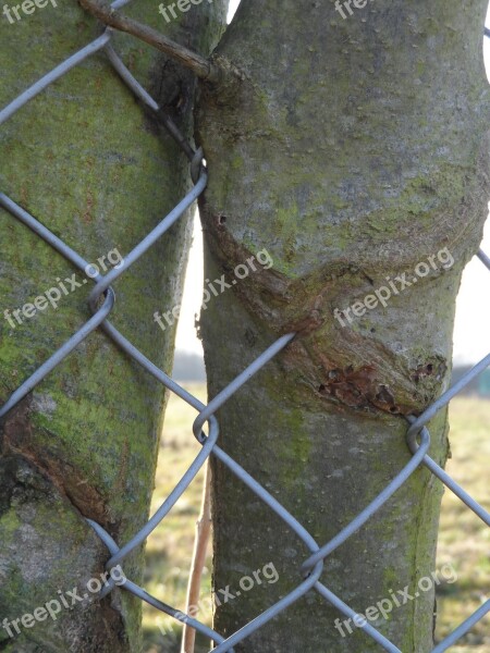 Tree Fence Ingrowing Bark Overgrown