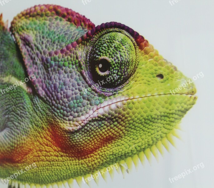 Chameleon Animal Reptile Eye Color