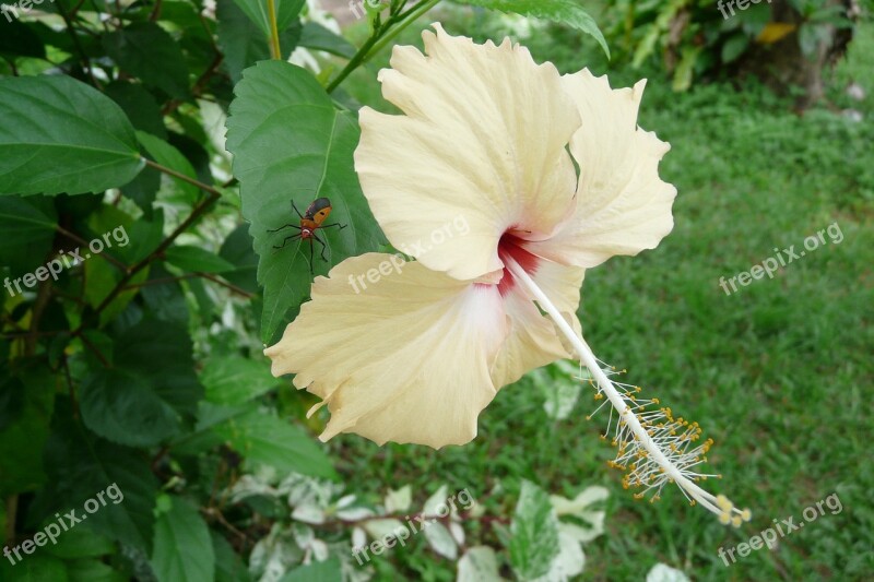 Thailand Exotic Flower Blossom Bloom Hibiscus