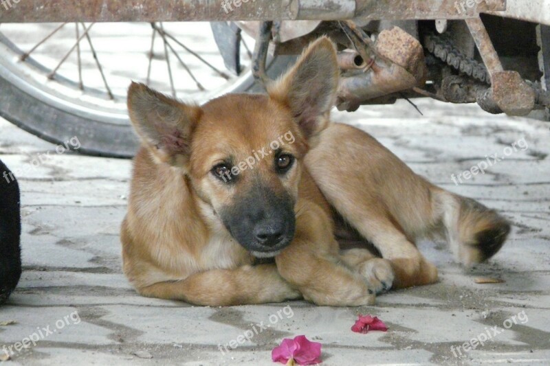 Thailand Young Dog Dear Cute Hybrid