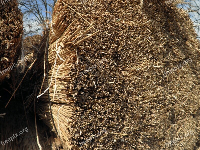 Reed Grass Roofing Material Nature Dry