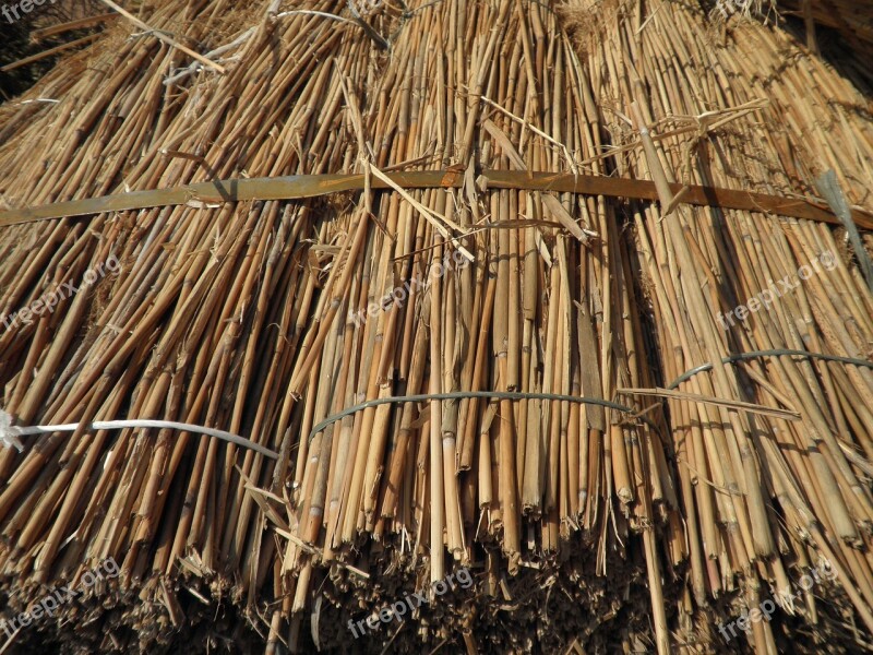 Reed Grass Roofing Material Nature Dry