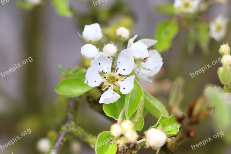 Poirier Flower Branch Spring Flower Bud