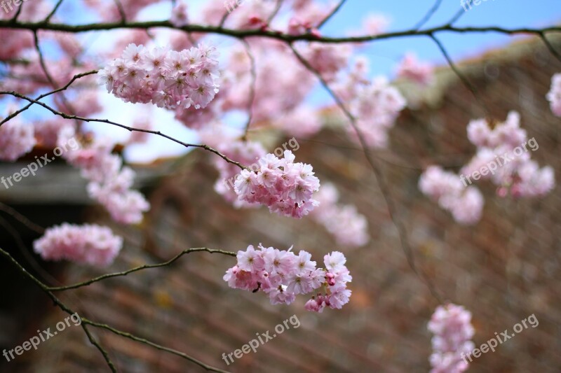 Prunus Flowers Color Pink Spring Flowering