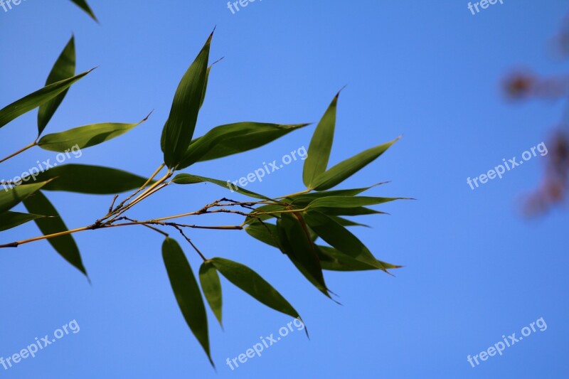 Bamboo Branch Leaves Nature Free Photos