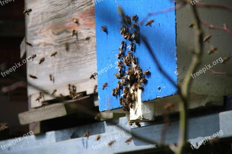 Bees Essain Honey Foragers Forage