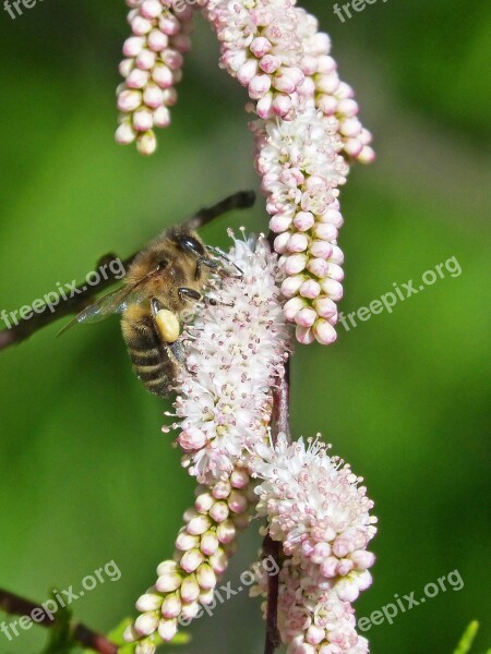 Bee Flowers Libar Beauty Detail