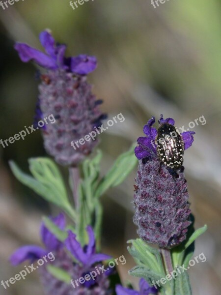 Oxythyrea Funesta Lavender Beetle Coleoptera Flower