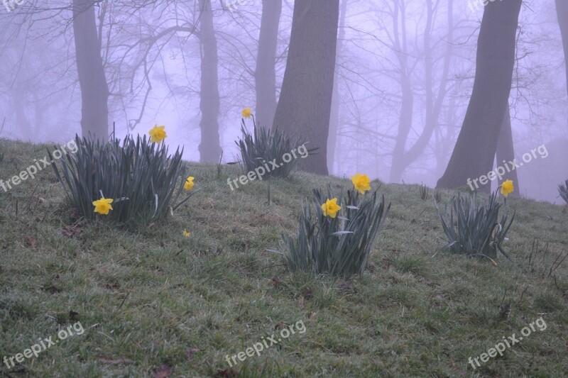 Yellow Flower Foggy Fog Tree Park