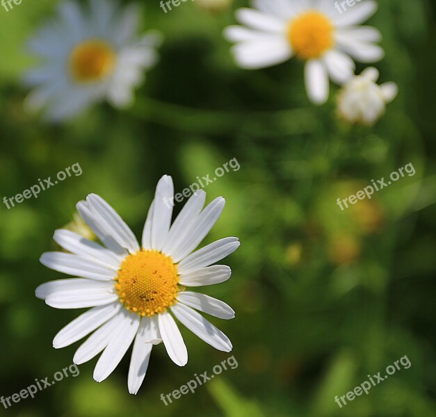 Chamomile Flowers Daisy Summer White Flowers