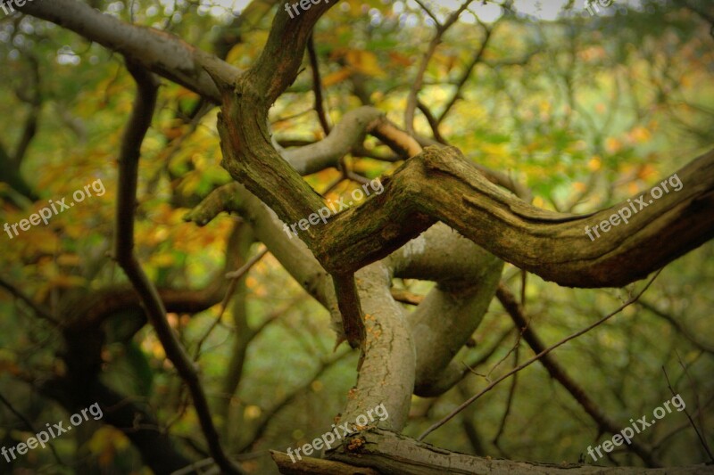 Tree Branch Leaves Tree Branch Tree Branches