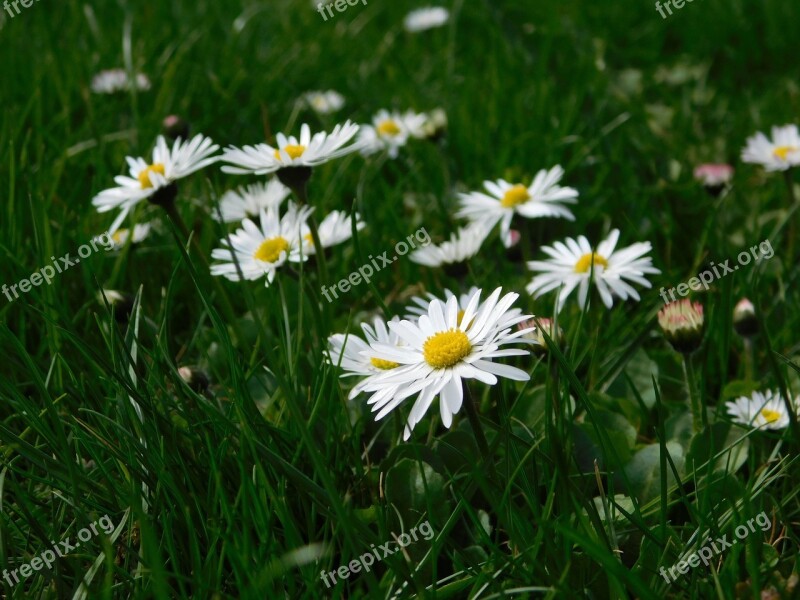 Geese Flower Grass Nature Flowers Spring