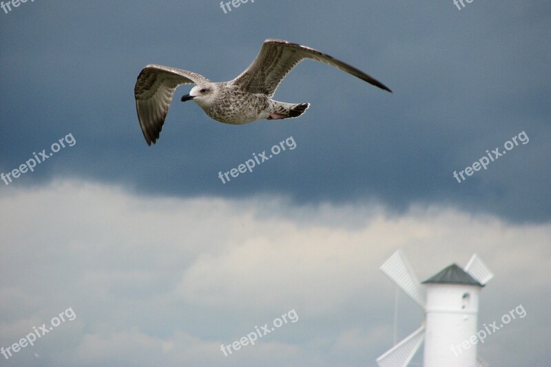 Seagull Bird Wings świnoujście I Got Mills