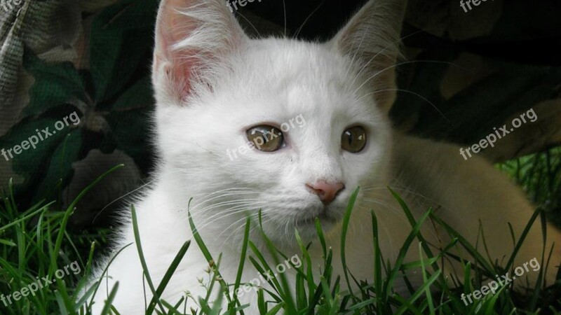 White Kitten Feline Cat Pets Cute