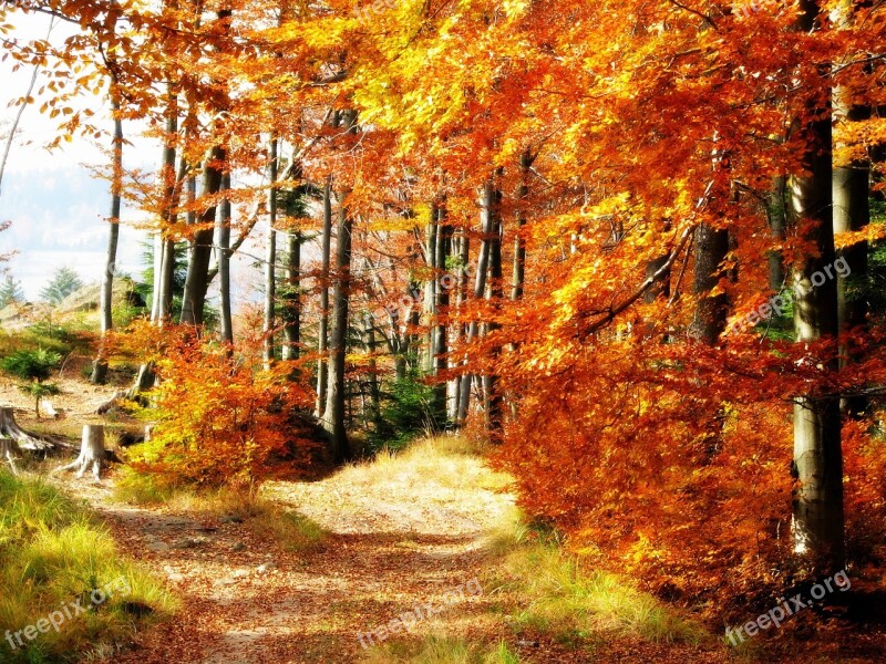 Forest Autumn Beeches Tree Mountains