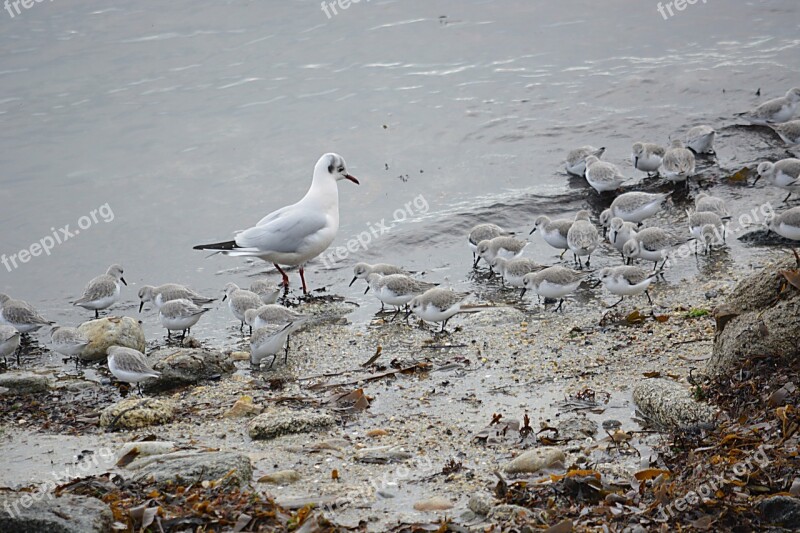 Birds Seabirds Seagull Ornithology Nature