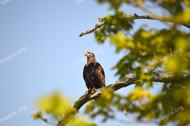 Eagle Montana Tree Wildlife Bird