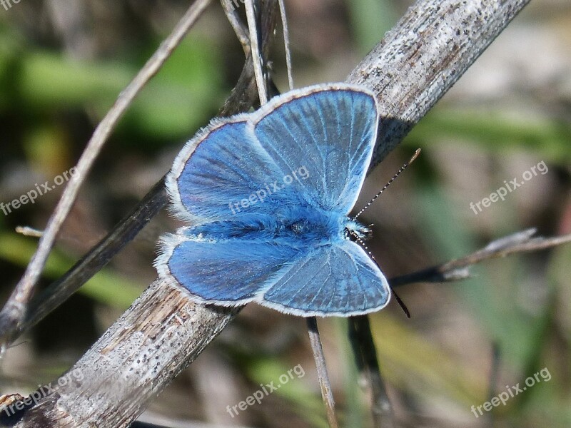 Blue Butterfly Blue-winged Butterfly Butterfly Free Photos