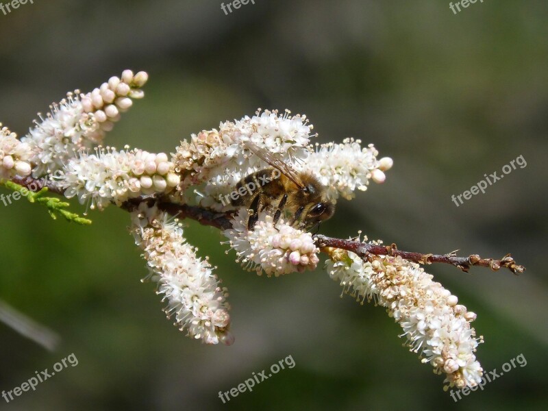 Bee Flower Libar Beauty Free Photos