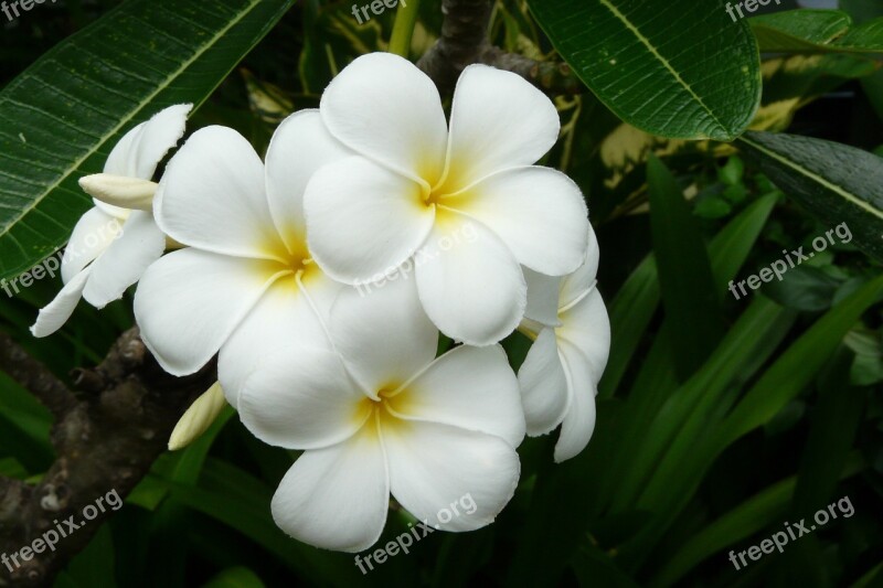 Frangipani Thailand Exotic Flower White Asia