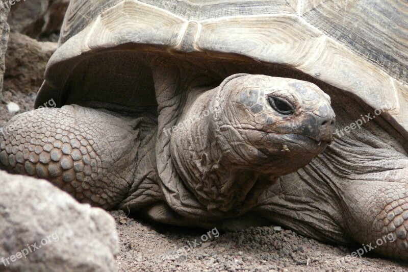 Turtle Tortoise Close Up Panzer Giant Tortoise