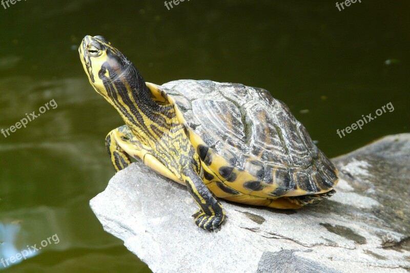 Water Turtle Long Jibe Panzer Turtle Tortoise Shell