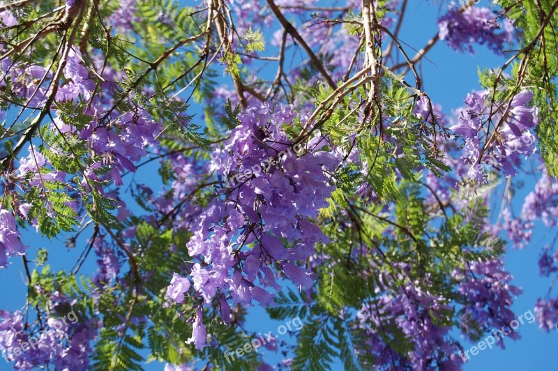 Background Blue Purple Glycinie Blue Rain