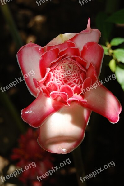 Orchid Pink Flower Close Up Blossom