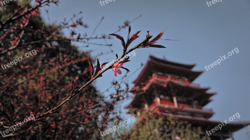 Attic Ancient Architecture Trees Flowers The Scenery