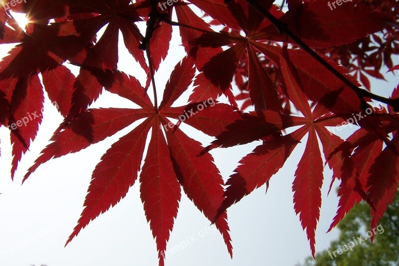 Red Leaves Maple Autumn Free Photos