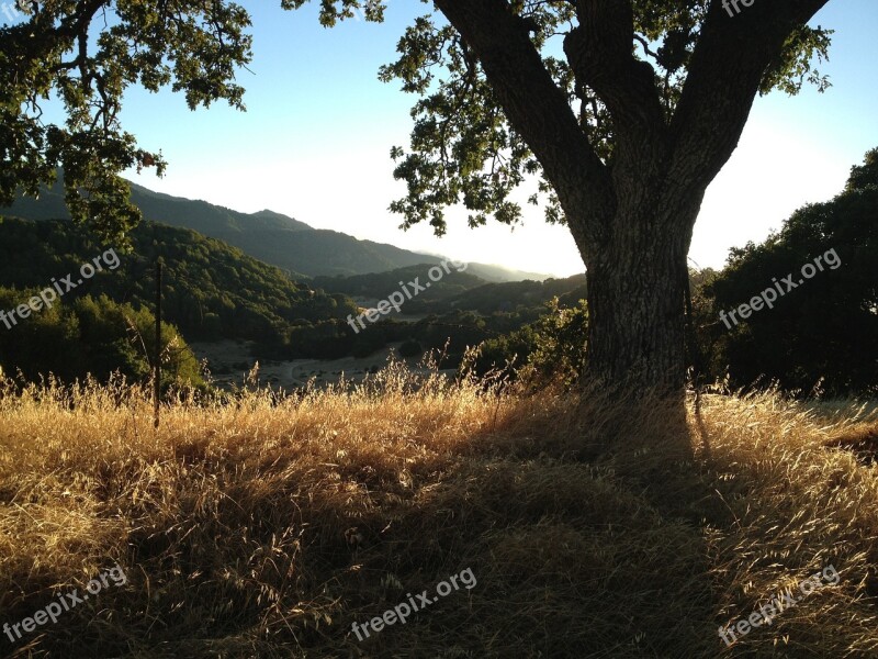 Oak Trees Landscape Grassy Hills Free Photos