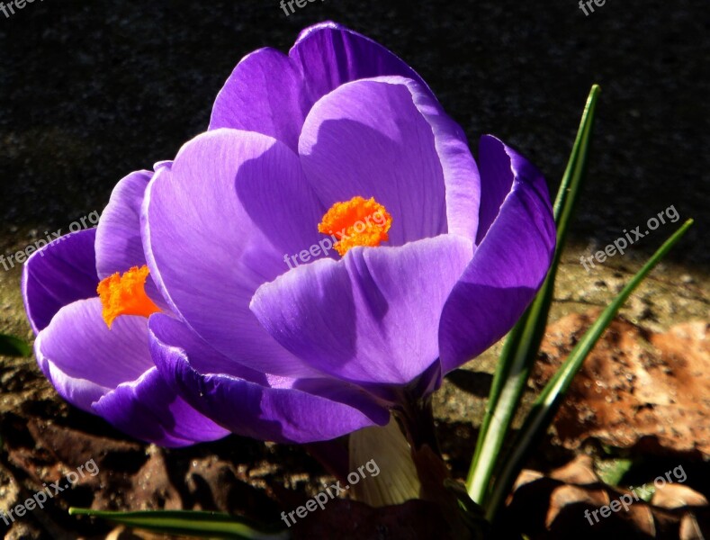 Crocus Spring Violet Early Bloomer Spring Crocus