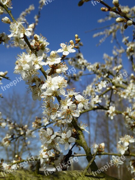 White Flowers Blossom White Splendour Close Up