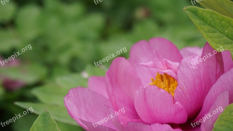 Luo Yang Hong Peony Macro Free Photos