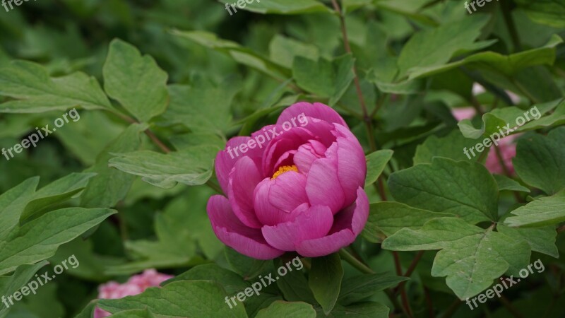 Luo Yang Hong Peony Macro Free Photos