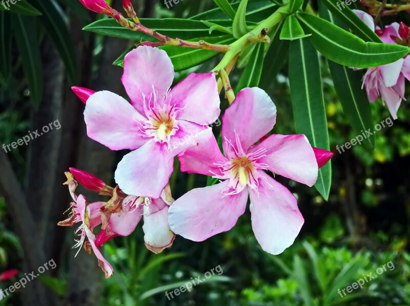 Laurier Rose Pink Flower Toxic Oleander Plants