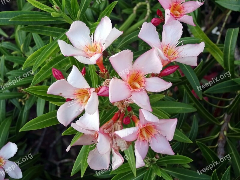 Laurier Rose Pink Flower Toxic Oleander Plants